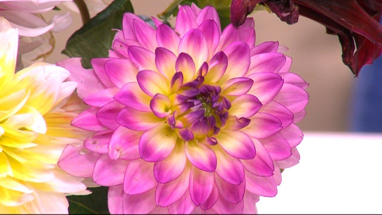 Ginny Rosenkranz with University of Maryland Extension Office is talking Dahlias